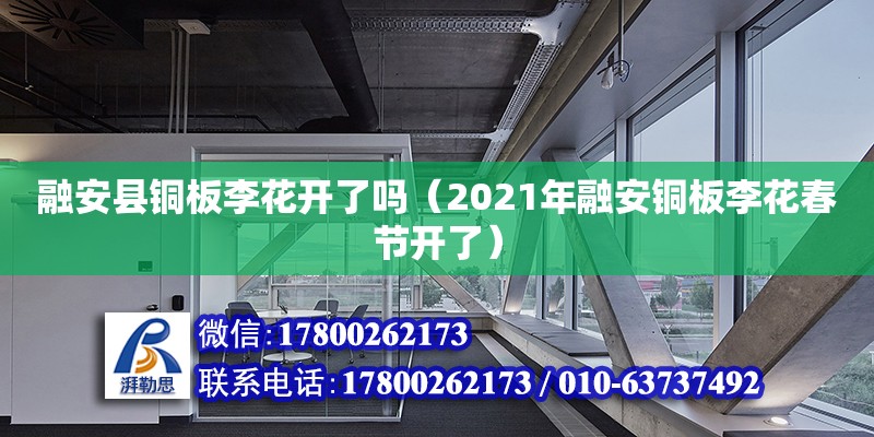 融安縣銅板李花開了嗎（2021年融安銅板李花春節(jié)開了）