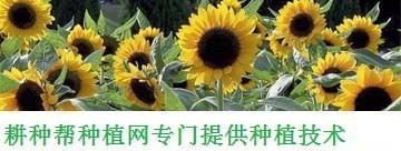 加油站鋼構(gòu)大棚制作方法(加油站鋼構(gòu)大棚維護(hù)保養(yǎng)) 結(jié)構(gòu)橋梁鋼結(jié)構(gòu)設(shè)計(jì) 第1張 加油站鋼構(gòu)大棚制作方法(加油站鋼構(gòu)大棚維護(hù)保養(yǎng)) 結(jié)構(gòu)橋梁鋼結(jié)構(gòu)設(shè)計(jì) 第1張